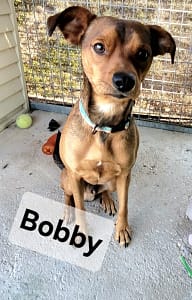 Bobby