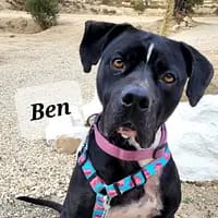 Ben-2-1