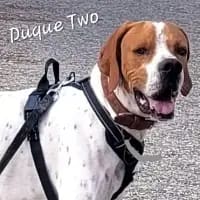 Duque Two