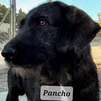 Pancho