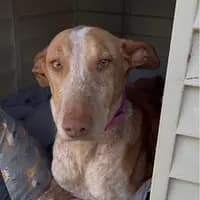 Rosie