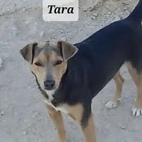 Tara