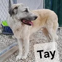 Tay