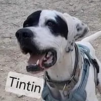 Tintin