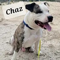 chaz