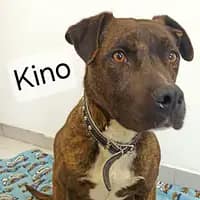 kino
