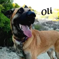 oli-1-1