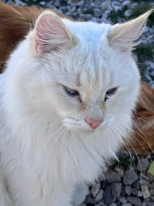 Azul