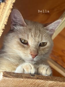 Bella