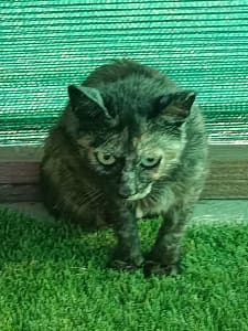 Dottie
