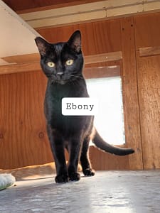 Ebony