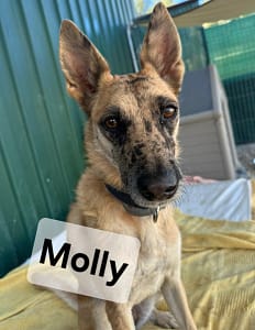 Molly