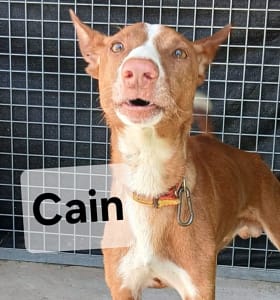 Cain