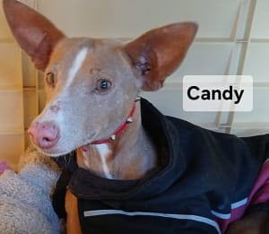 Candy